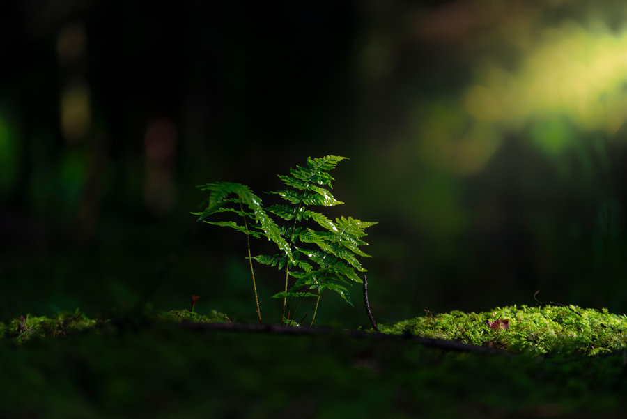 Farn in der Natur – Makrofotografie Allgäu