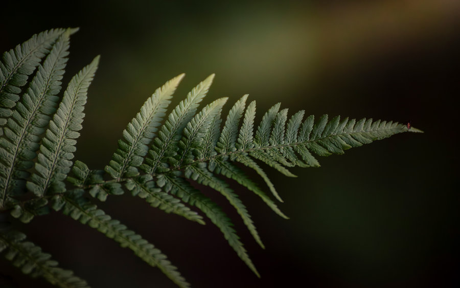 Farnblätter im Morgenlicht – Naturfotografie Bodensee Region