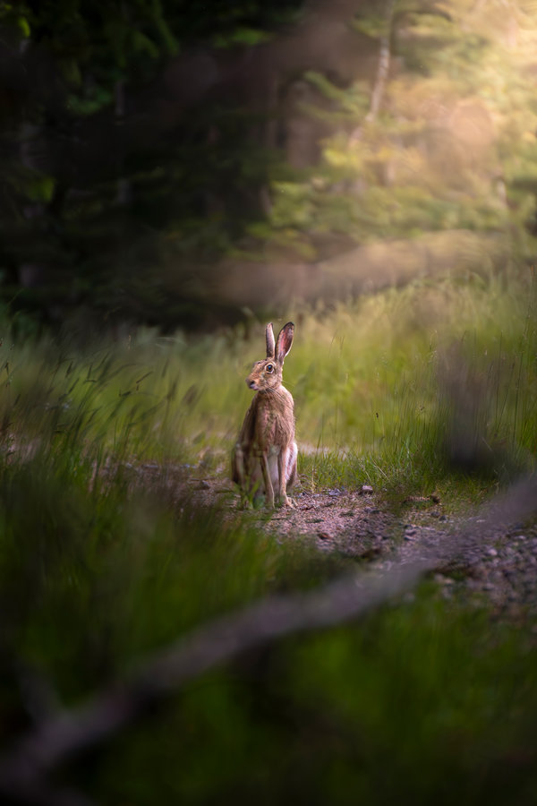 Hase in der Natur – Tierfotografie Wildlife Adam Lenk