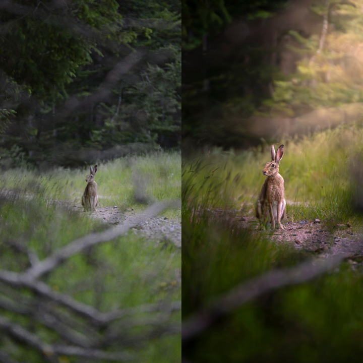 Beispielbild aus dem Lightroom-Grundkurs, Platzhalterbild