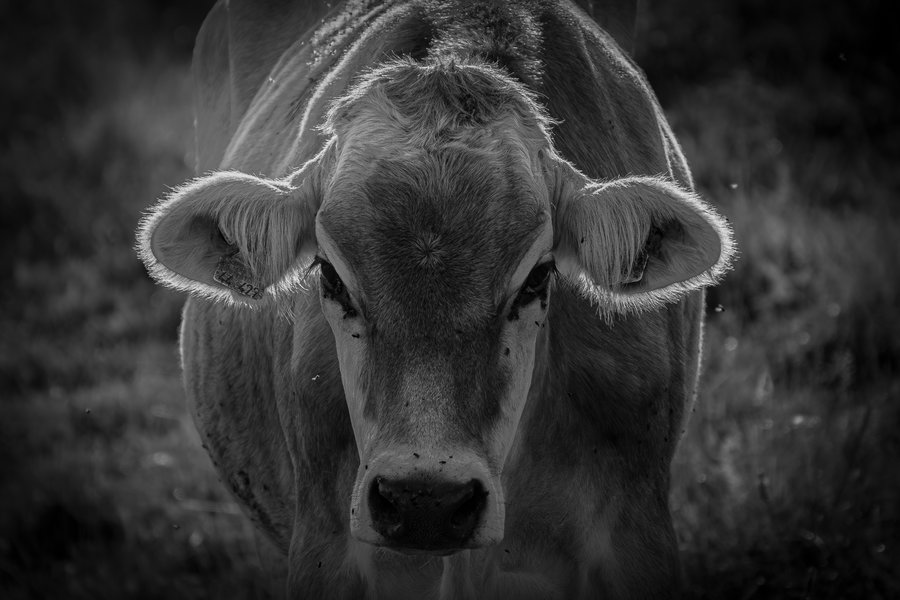 Kuh Schwarzweiß Portrait – Tierfotografie Adam Lenk