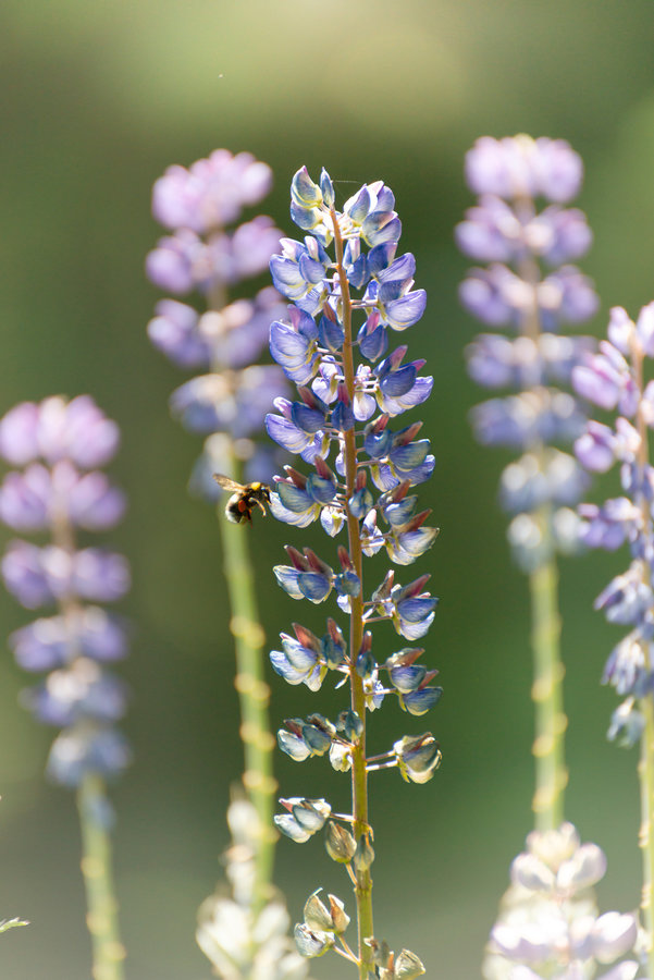 Lupinen Blumenfeld – Naturfotografie Allgäu Adam Lenk