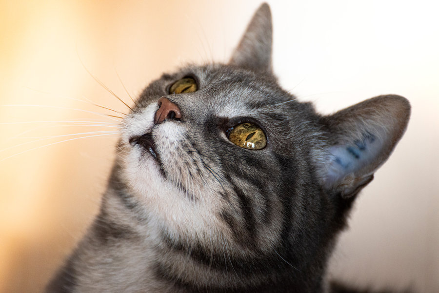 Katze Minka – Haustierfotografie Adam Lenk
