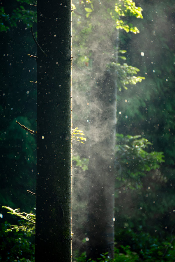 Nebliger Kiefernwald im Allgäu – Naturfotografie Adam Lenk