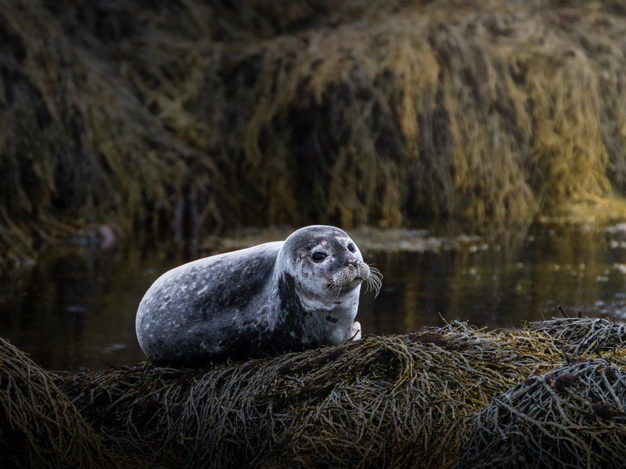 Robbe 2026 – Wildlife Tierfotografie Adam Lenk