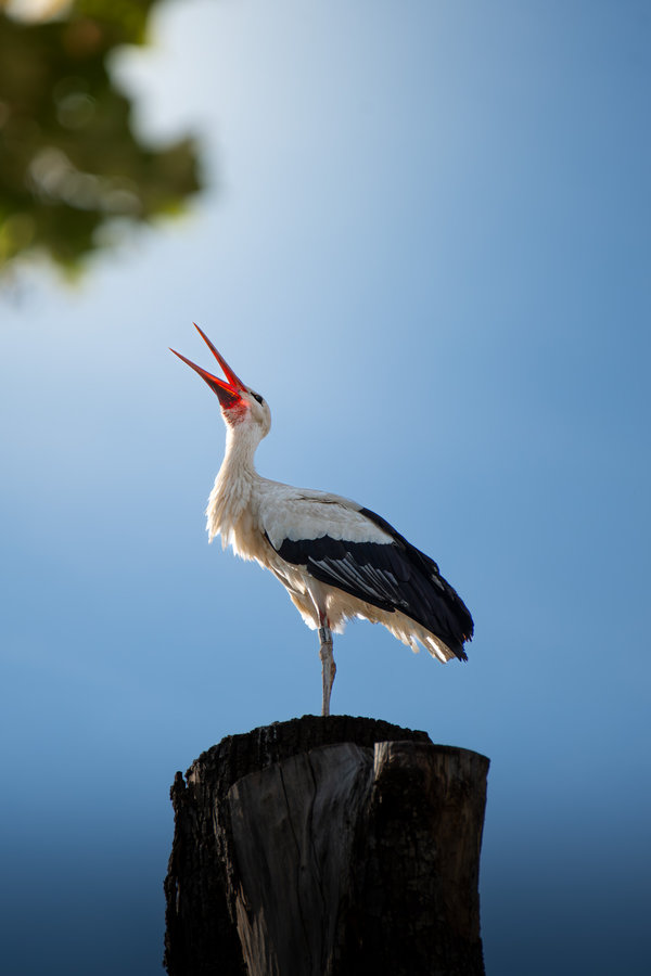 Storch in der Natur – Vogelfotografie Bodensee Region