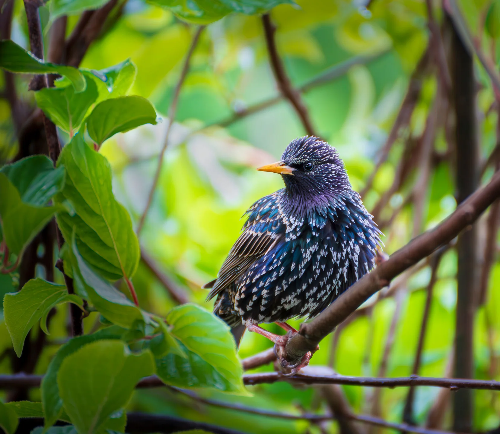 Star Vogel Juni 2026 – Wildlife Vogelfotografie Adam Lenk